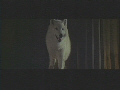 wolf2.jpg